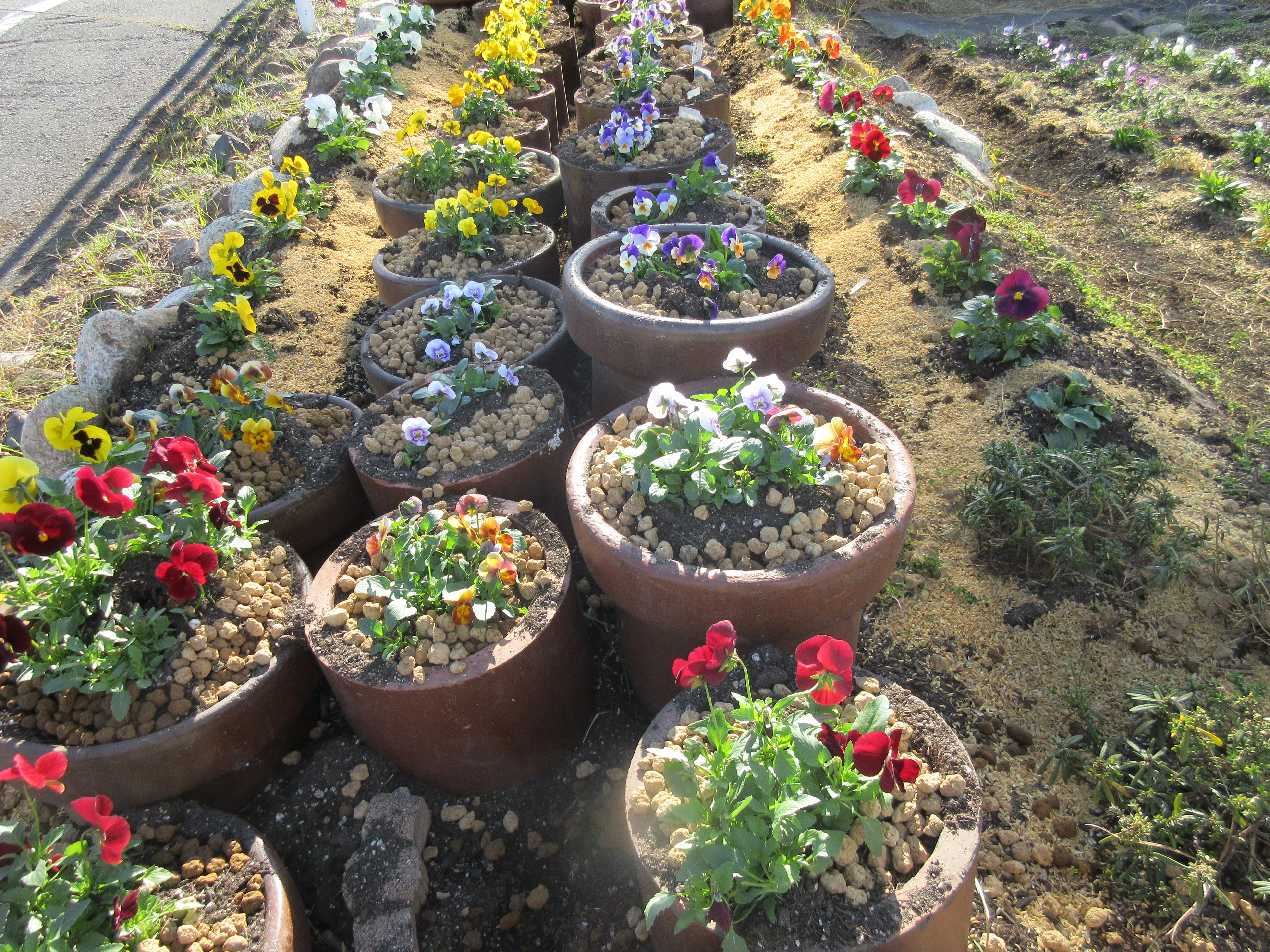 富田一色地区の花壇にビオラ シクラメンが植えられました 花いっぱいサークルの皆さんが植栽 富洲原地区の様子