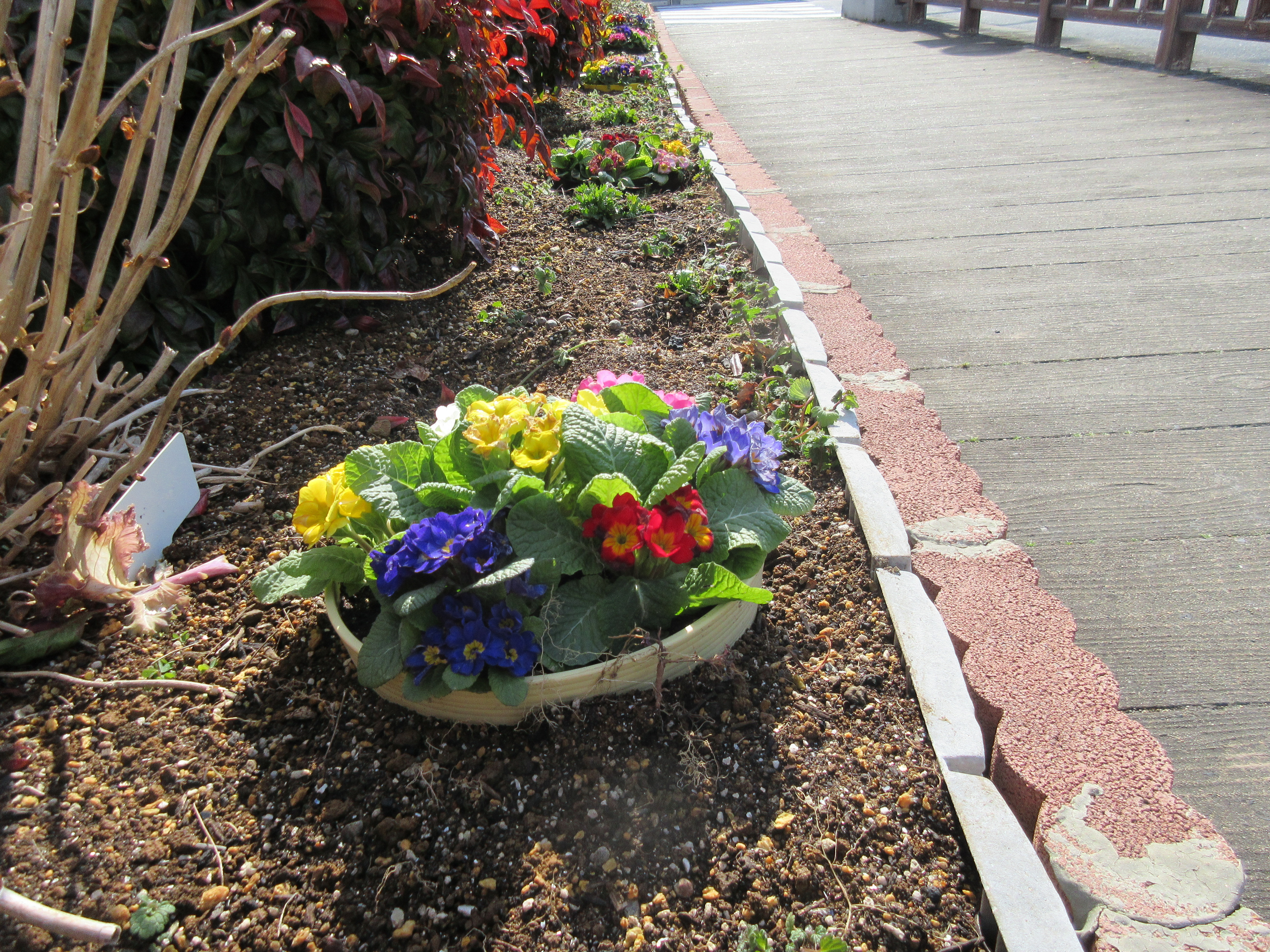 海運橋花壇 葉ボタンよさようなら プリムラよこんにちは 富洲原地区の様子